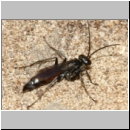 Arachnospila anceps - Wegwespe w002c 7-8mm - OS-Wallenhorst-Sandgrube-det.jpg